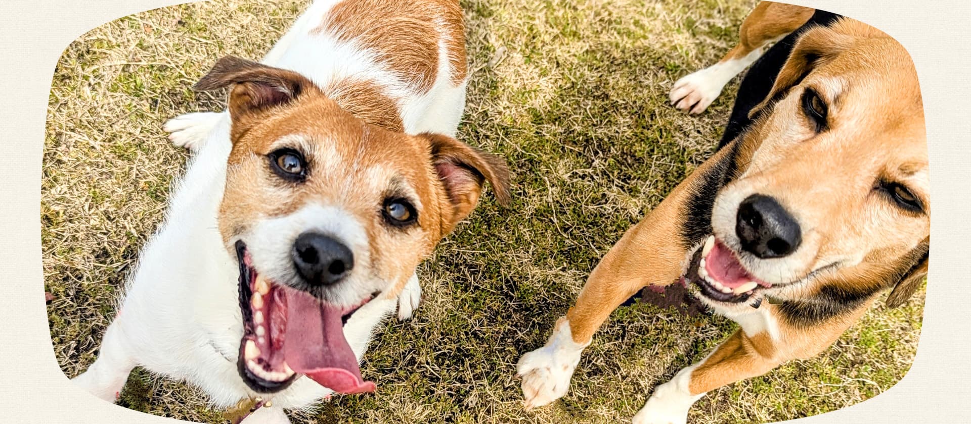 泉州ドッグスクールいっぱちMV画像