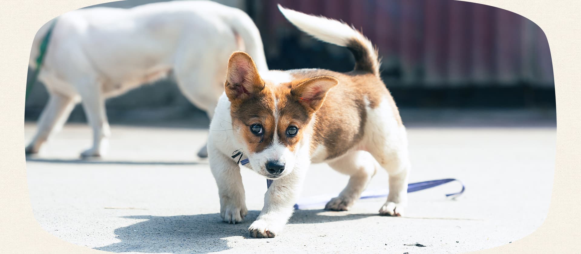 泉州ドッグスクールいっぱちMV画像