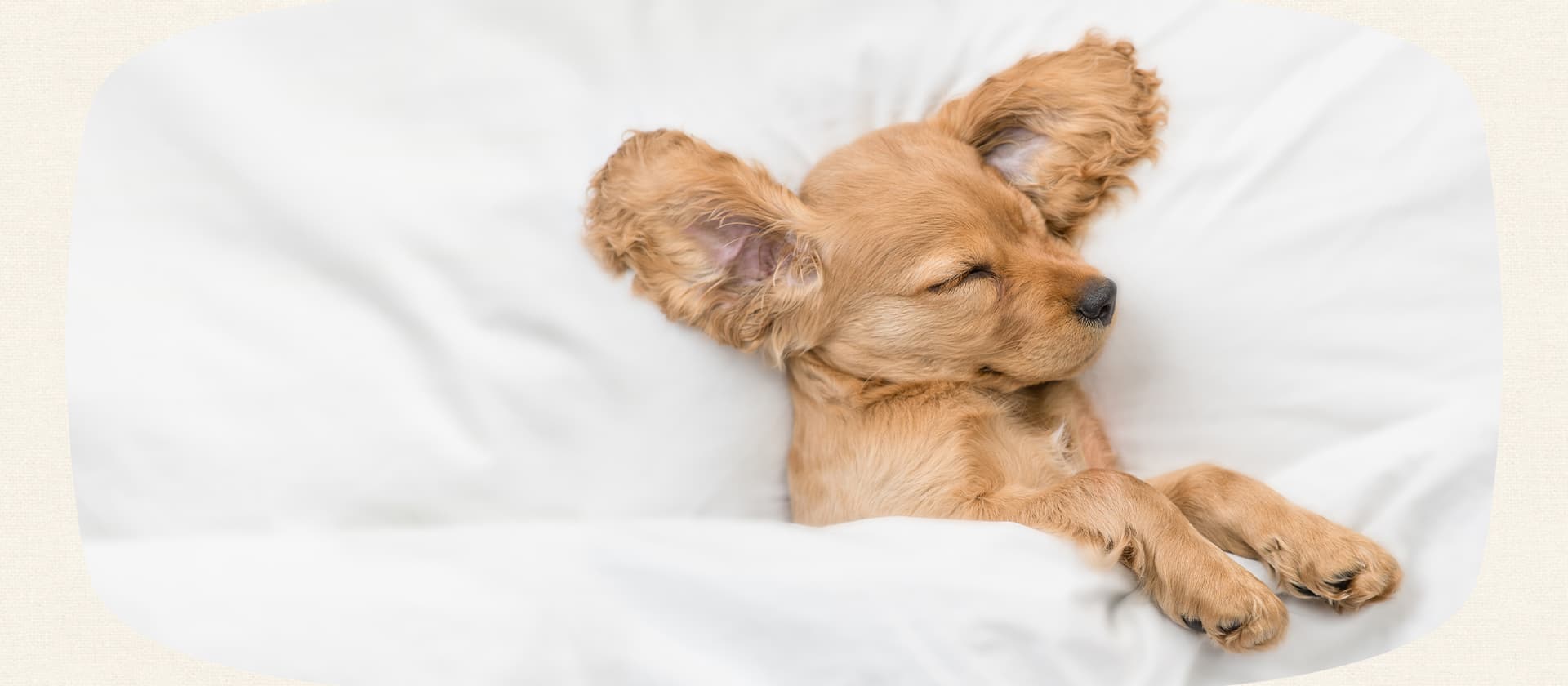 泉州ドッグスクールいっぱちMV画像